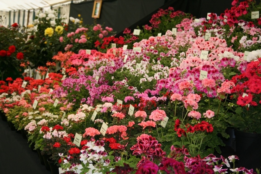 Flowers displayed on a sloping stall in a marquee 