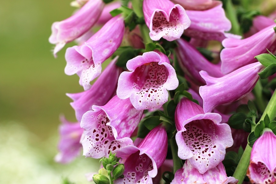 Popular Scandinavian flowers, pink foxgloves.