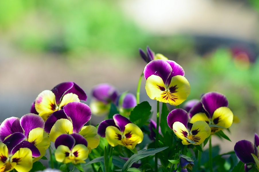 A bunch of pansies