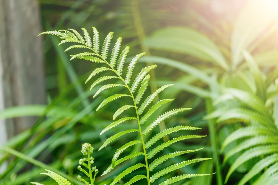 A close up of a fern leaf