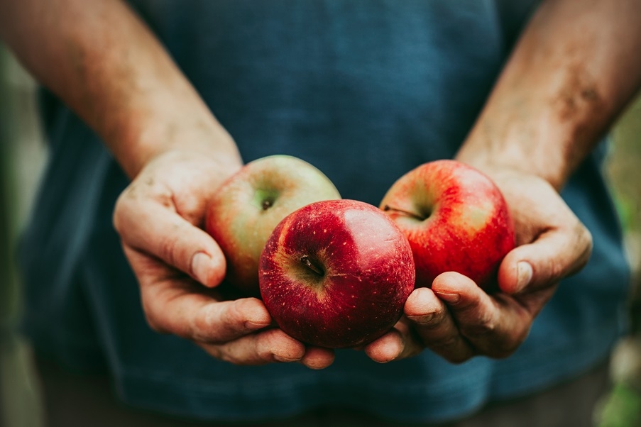 A pair of hands holding some juicy apples