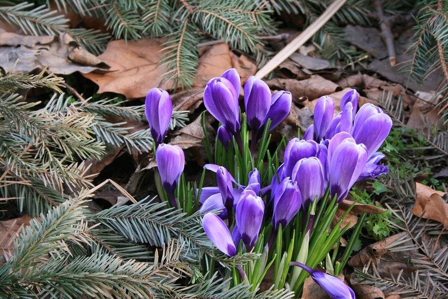 Some purple flowers growing through the ground in winter