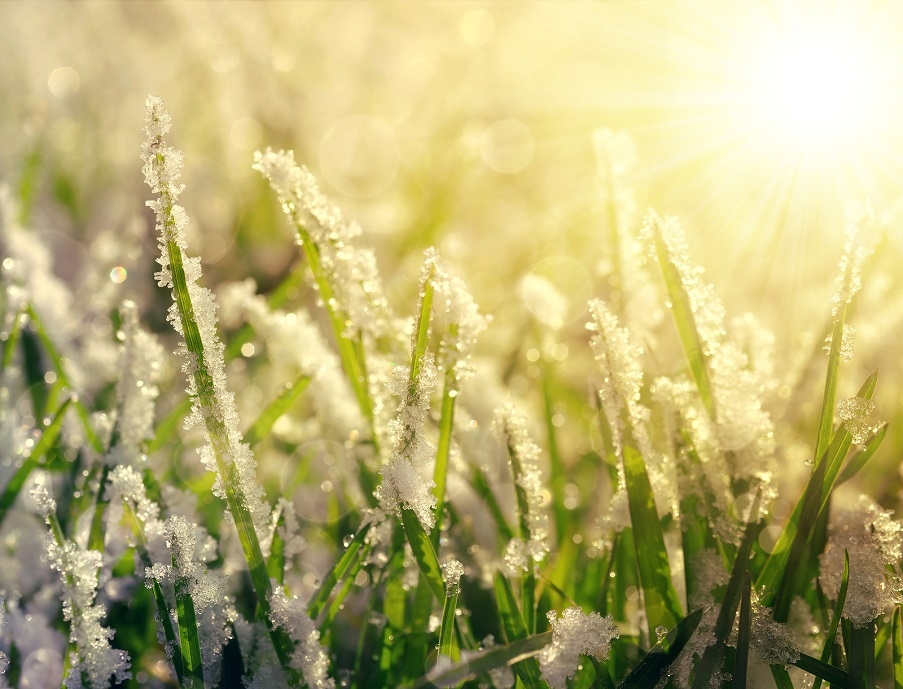 frosty grass at sunrise