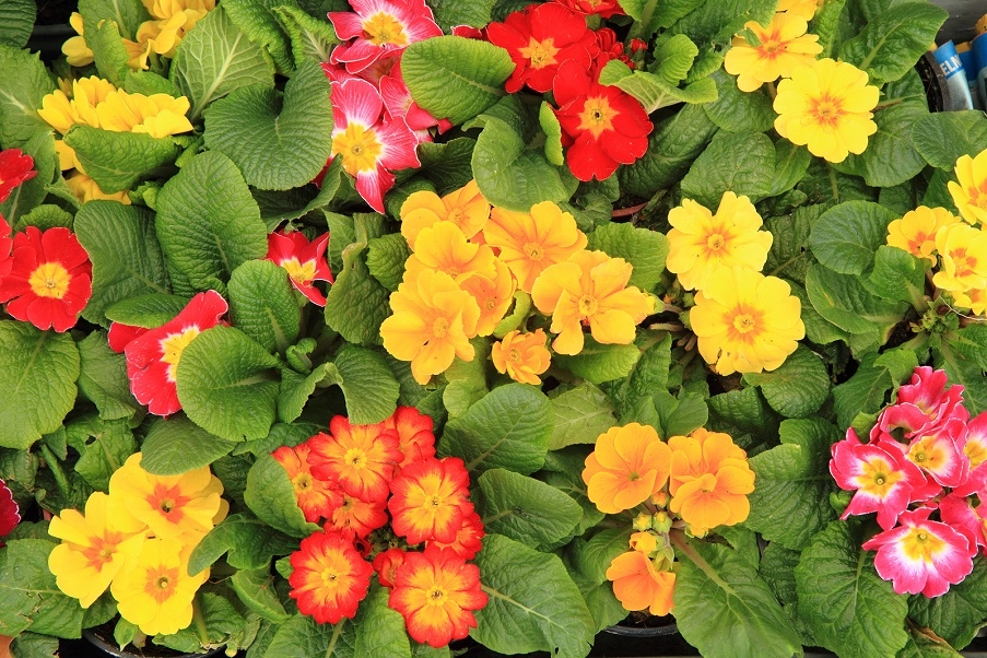 polyanthus flowers