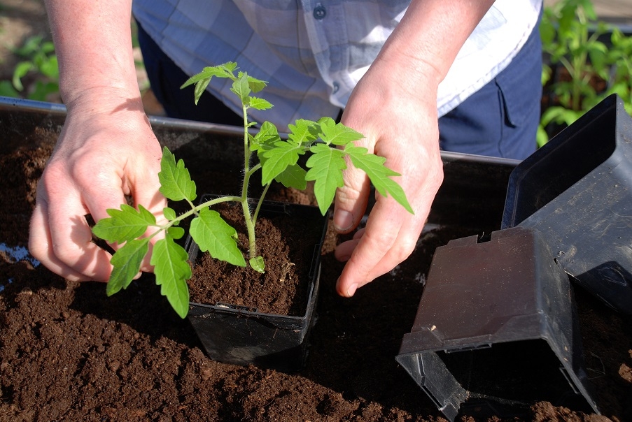 A small tomato plant being potted