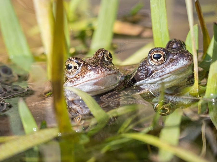 Two frogs in a pond