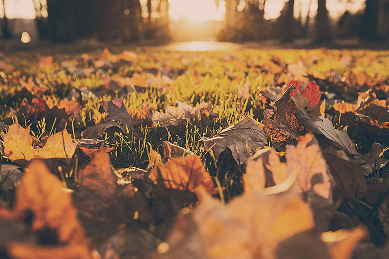 Leafy garden